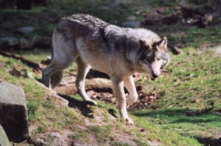 Loup