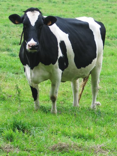 Vache