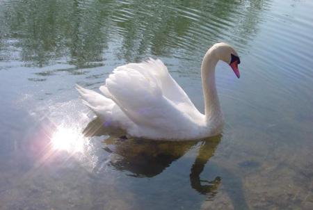 Cygne