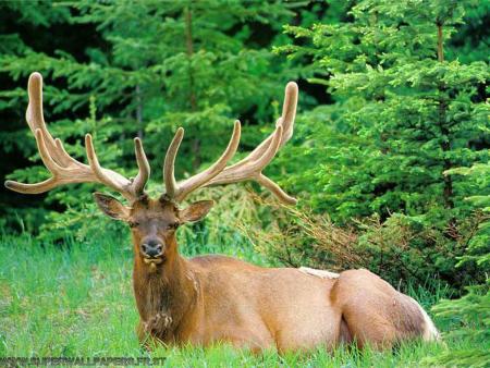 Cerf