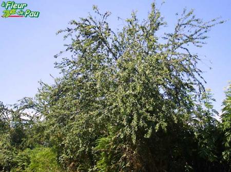 Prunellier