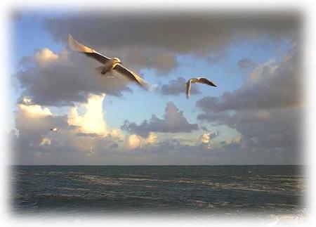 Oiseau