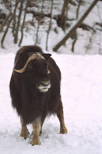 Boeuf