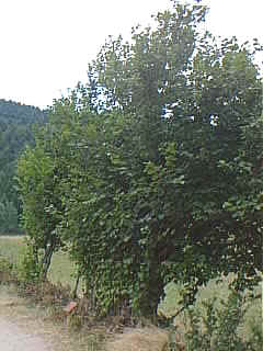 Coudrier