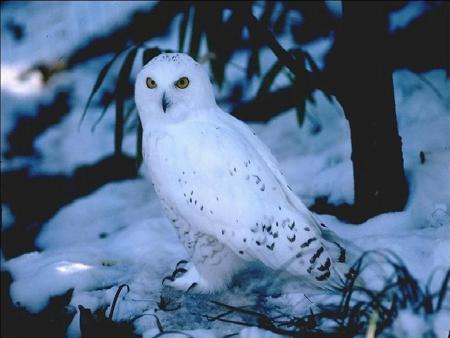 Hibou
