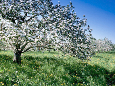 pommier
