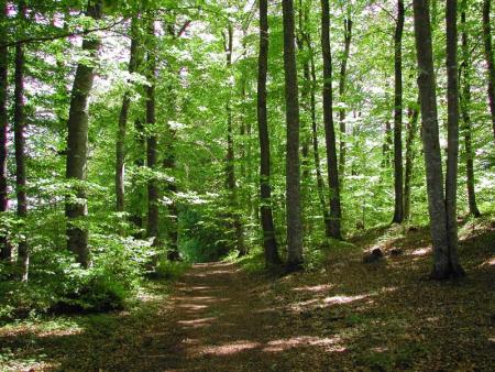 Arbres