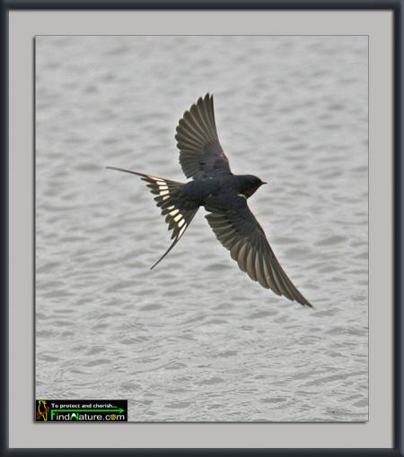 Hirondelle