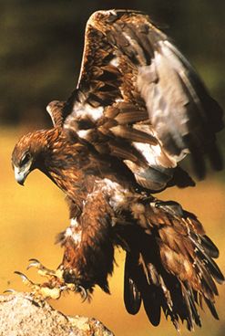 Aigle