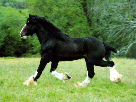 Cheval