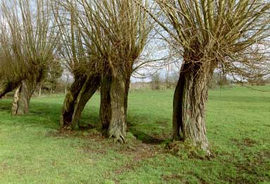Saule