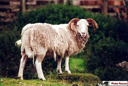 Bélier